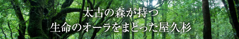 太古の森が持つ生命のオーラをまとった屋久杉