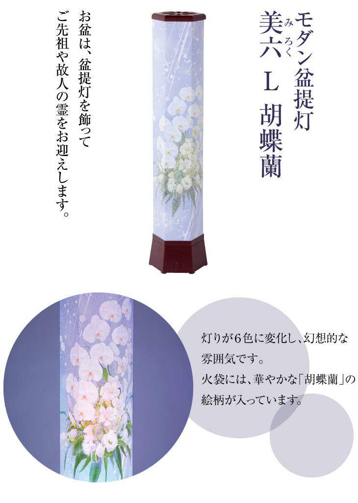 美六(みろく) L 胡蝶蘭 Y0442